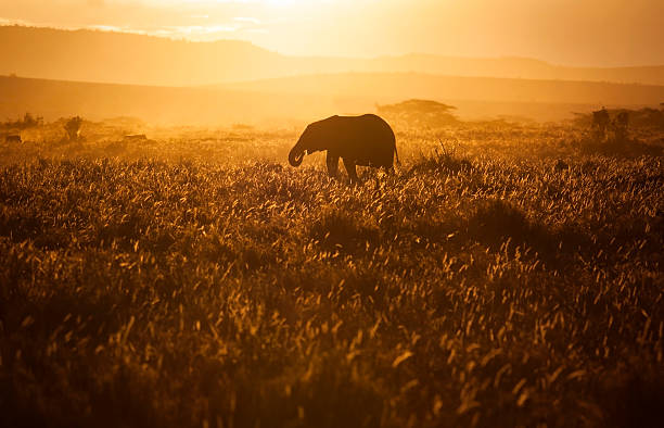 baby elefante al tramonto - masai mara national reserve sunset africa horizon over land foto e immagini stock