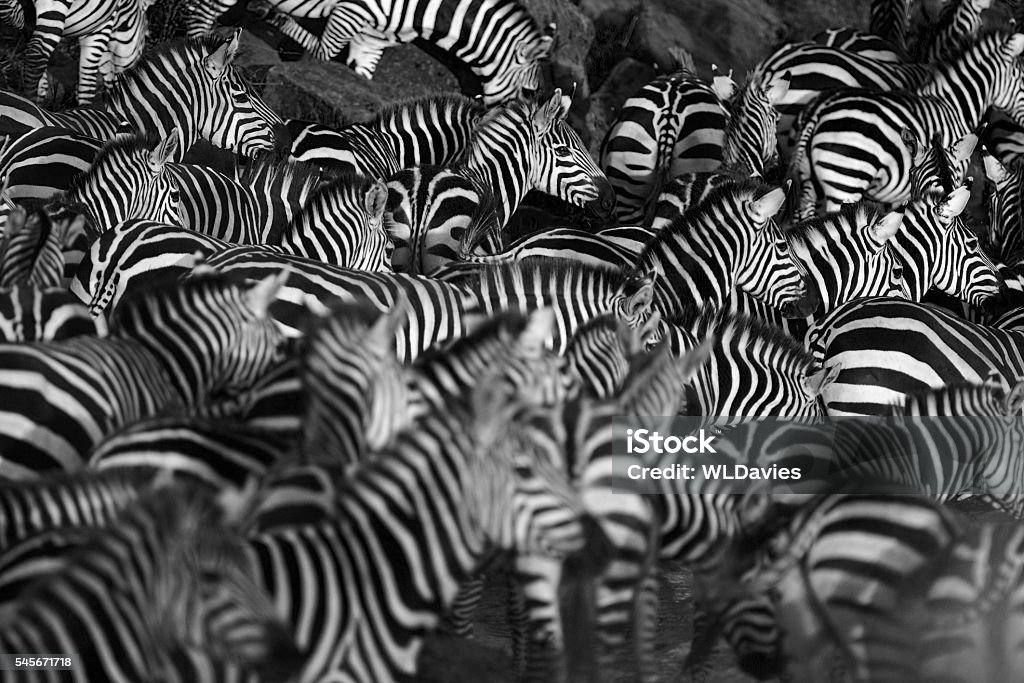 Zebra herd Zebra herd waiting on the bank of the Mara river, Kenya Zebra Stock Photo