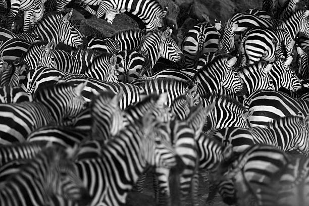 Zebra herd Zebra herd waiting on the bank of the Mara river, Kenya zebra stock pictures, royalty-free photos & images