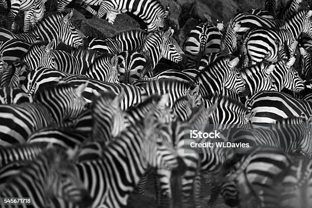 Zebra Herd Stock Photo - Download Image Now - Zebra, Black And White, Animal