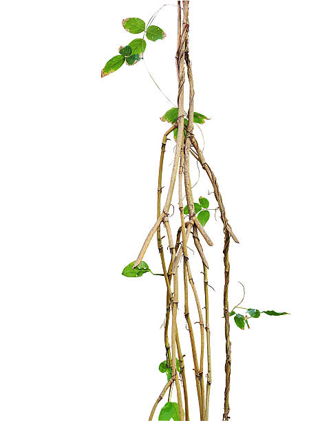 istock Wild vines, jungle vines with small green leaf vines twisted 545672324