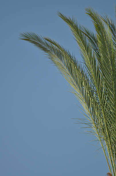 Top half of a date palm's fronds against a blue sky, some almost vertical and others leaning out into the frame