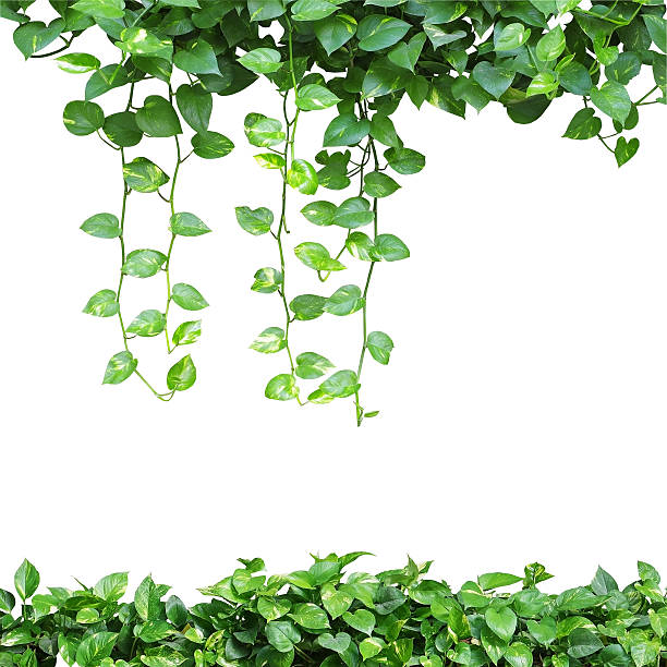 istock Heart shaped leaves vine, devil's ivy, golden pothos, isolated o 545672602