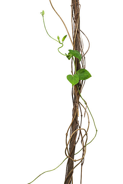 istock Jungle dried vines with heart shape green leaves vine climbing 545672628