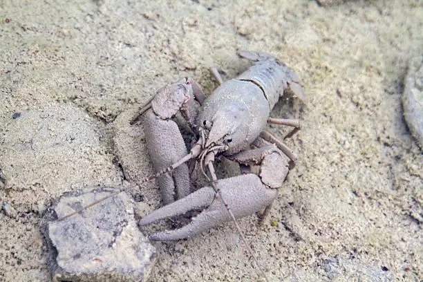 Photo of Crayfish with camouflage