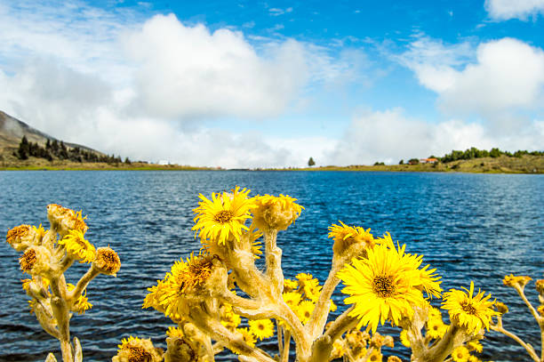 The blue lake ,lonley tree,, yellow flower Location : Merida Venezuela ,Mububaji Lake merida venezuela stock pictures, royalty-free photos & images