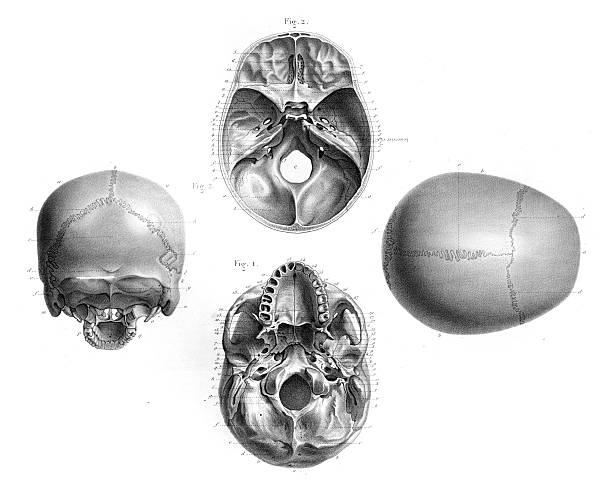 Human skull anatomy illustration 1866 Atlas of descriptive anatomy of the human body C. Bonamy - Paul Broca Victor Masson et Fils Paris 1866 animal skull stock illustrations