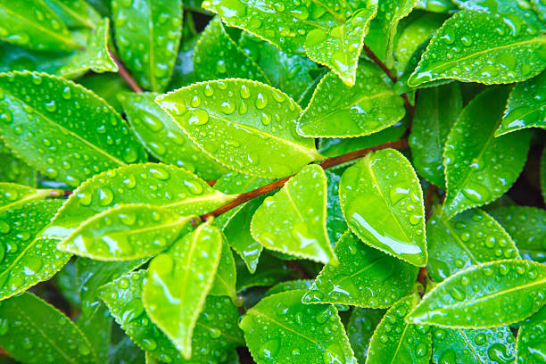 istock Fresh green of camellia 545675874
