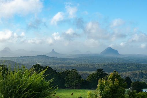Australian scenery Queensland Glass House Mountains in haze beyond deep green bush and rainforest and cattle in foreground field catching a spot of sun through overcast sky.
