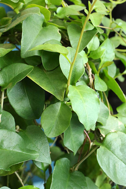 istock Anredera Cordifolia Ten Steenis 545677682