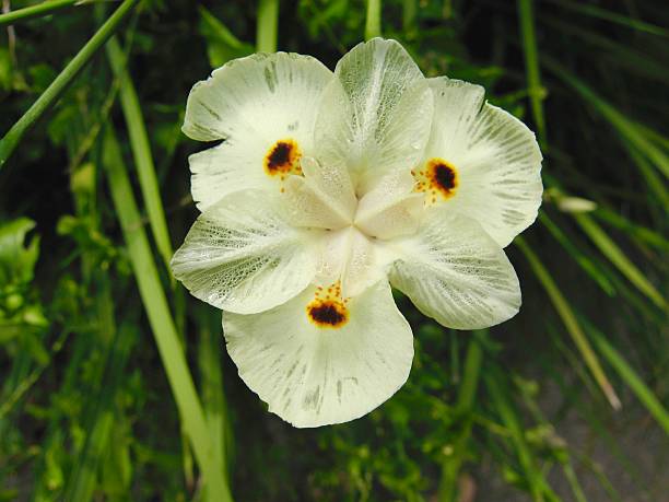 istock African Iris, Dietes bicolour, Extreme Close-Up 545677828
