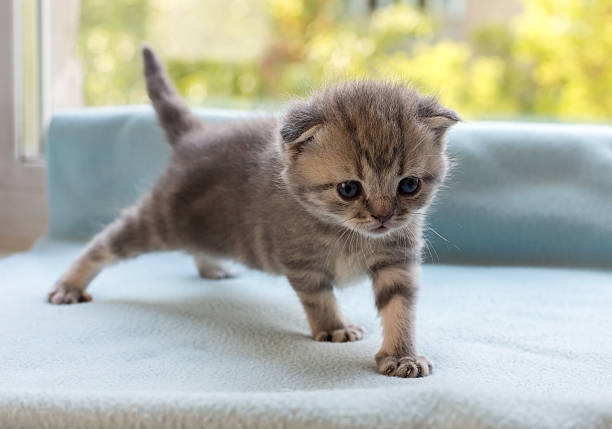 istock Beautiful little tabby kitten on window sill. Scottish Fold breed. 545678902