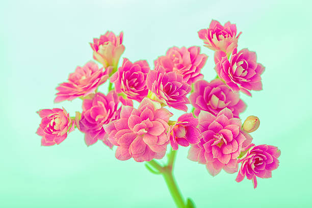 Hermosas Flores Rosas Fantásticas Sobre Fondo Verde Foto de stock y más  banco de imágenes de Arreglo floral - iStock