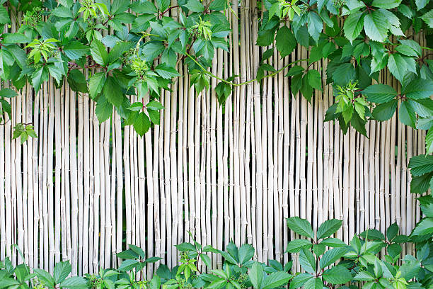 istock White bamboo fence texture background with green grape leaves 545681580