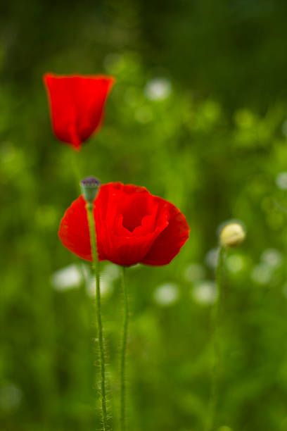 istock Red poppy flower in meadow 545772628