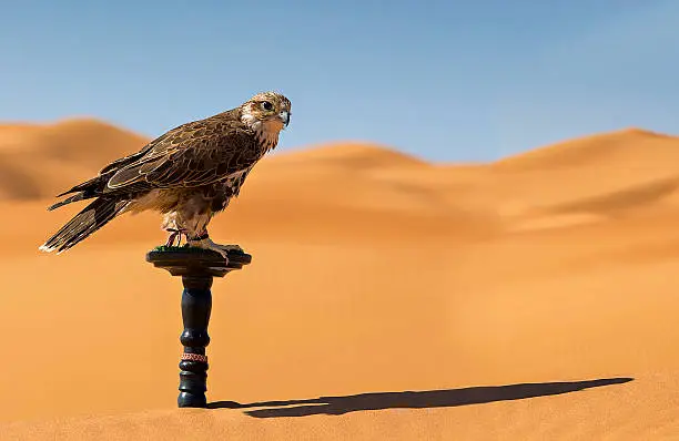 Falcon in the Arabian desert