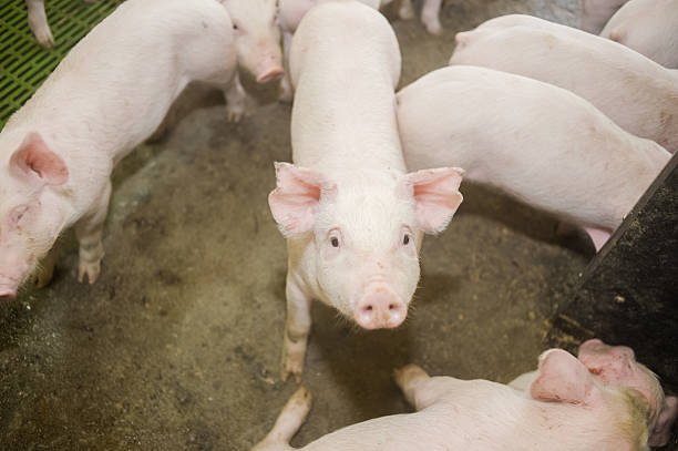 istock Pig farm. Little piglets 545773788