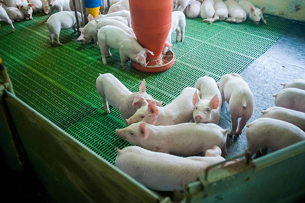 istock Pig farm. Little piglets 545773790