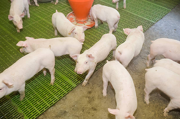 istock Pig farm. Little piglets 545773818