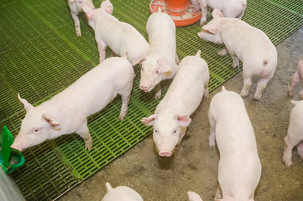 istock Pig farm. Little piglets 545773844