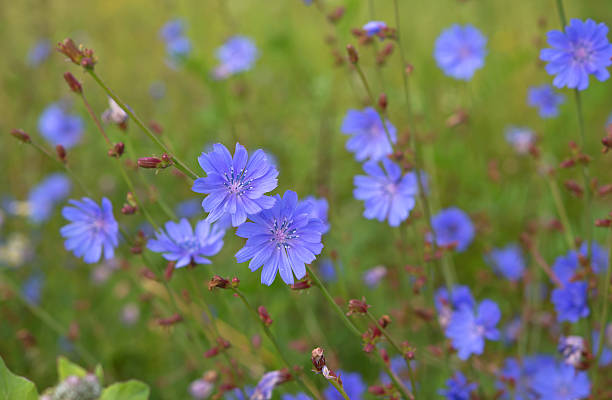 istock background of flowers 545774308