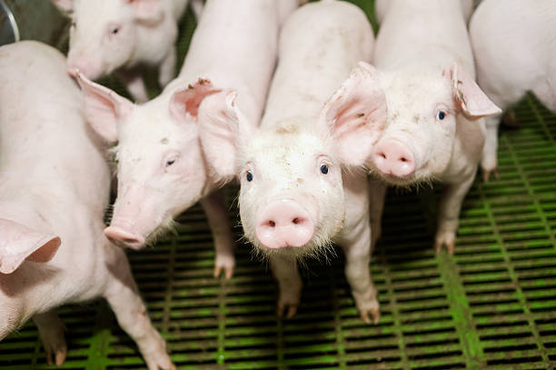 istock Pig farm. Little piglets 545774324