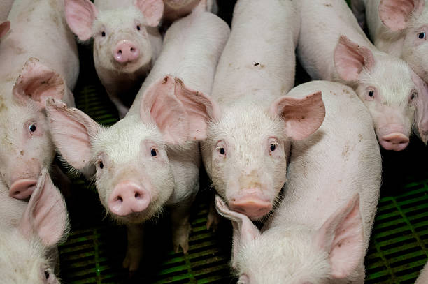 istock Pig farm. Little piglets 545774378