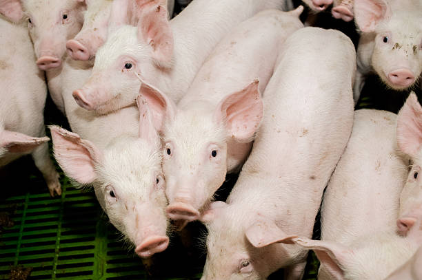 istock Pig farm. Little piglets 545774540