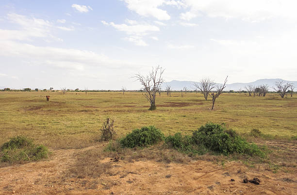 istock African savannah. Eastern Africa landscape 545775264