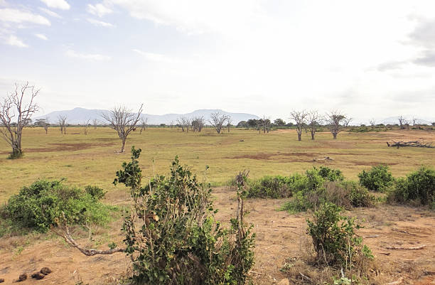 istock African savannah. Eastern Africa landscape 545775316