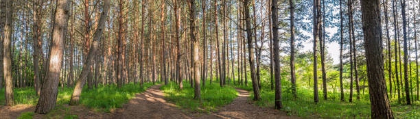 istock Panoramic shot of a pine forest 545775622
