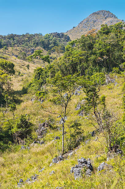 istock green tree and stone in the forest landscape. 545778002