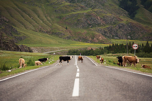 istock Many Cows On Rural Road 545778386