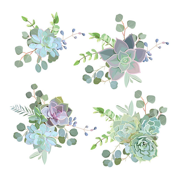 ilustrações de stock, clip art, desenhos animados e ícones de green colorful succulent echeveria vector design objects - flower desert single flower cactus