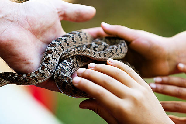Children reach out to touch a Taiwanese rat snake, aka Taiwanese beauty snake, being offered to them by a reptile handler.