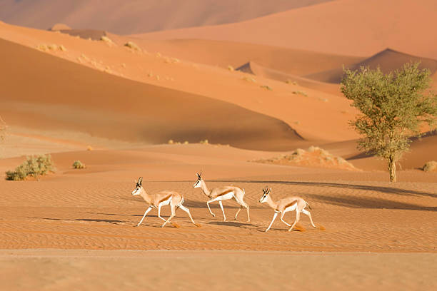 istock Springboks of Sosuusvlei desert 545779410