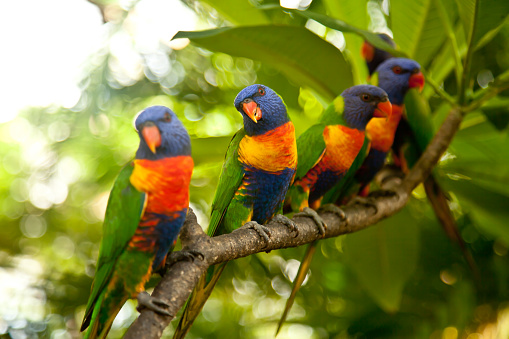 Rainbow Lorikeets perched on a branch