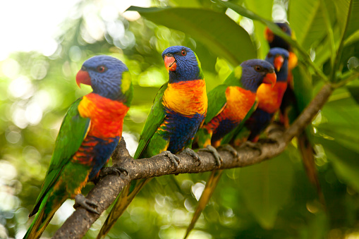 Rainbow Lorikeets perched on a branch