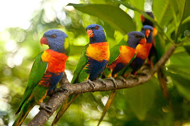 Rainbow Lorikeets perched on a branch stock photo