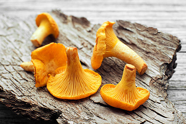 istock Mushroom Yellow chanterelle 545781438