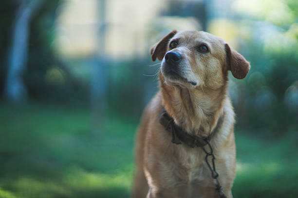 istock Confused look of an old dog 545781758