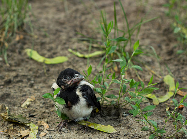 European Magpie (Pica pica)