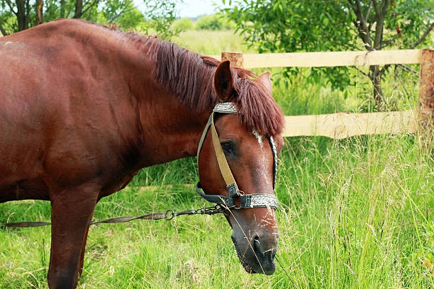 istock Horse portrait  in field 545782384