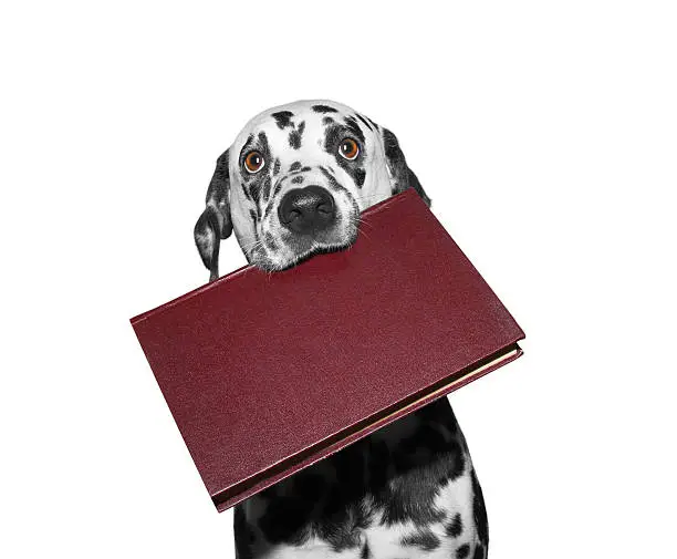 dog holding a book in his mouth -- isolated on white
