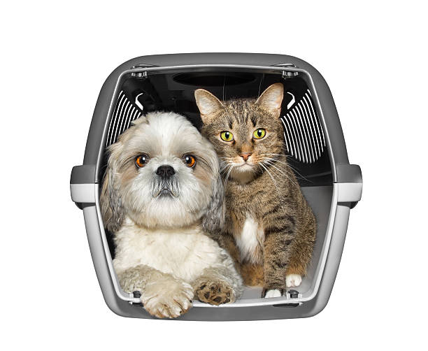Dog and cat are sitting in the container box Dog and cat are sitting in the container box -- isolated on white transportation cage stock pictures, royalty-free photos & images