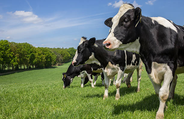 mucche olandesi holstein zwartbont su una collina - vacca frisona foto e immagini stock