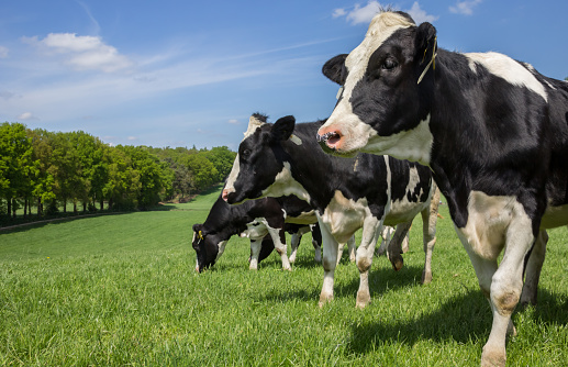 Dutch Holstein Zwartbont cows on a green grass meadow hill