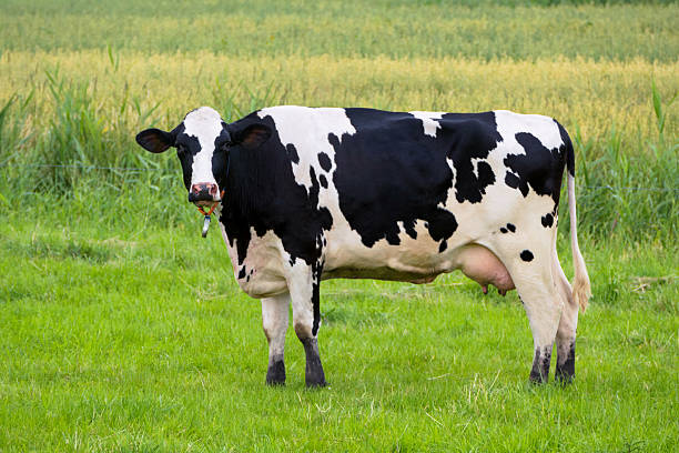 A black and white Holstein cow with horns rests peacefully in a lush green pasture on a sunny day. The bovine lies on a grassy hill, looking at the camera against a clear blue sky with copy space.