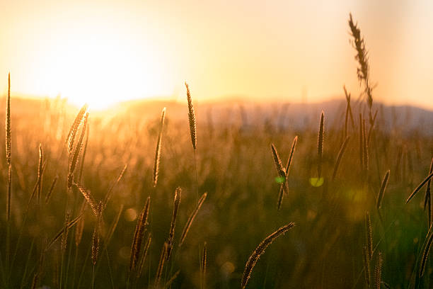 weeds and wheat ears at sunset stock photo