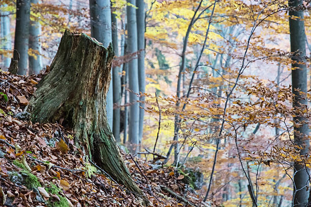 istock Tree stump in the deciduous forest, colorful seasonal scenery 545787508